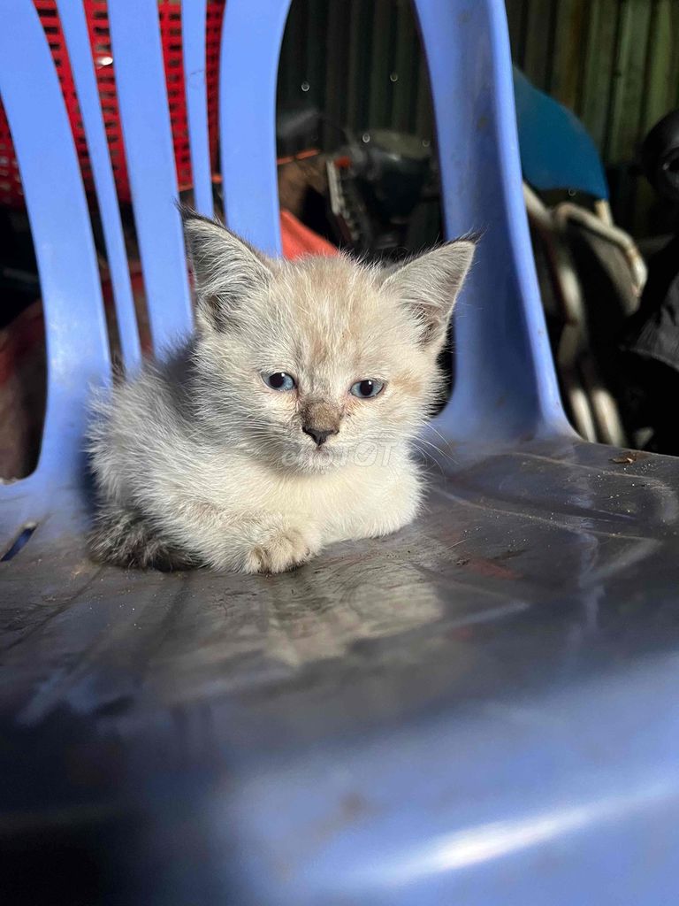 Mèo tam thể lai Anh xám. Mua bán Mèo tại Quận Liên Chiểu Đà Nẵng được đăng bởi Pham Tai hình 1