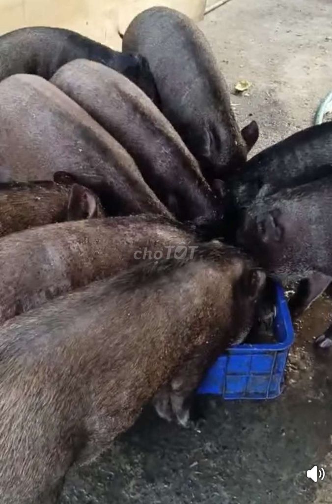 Heo lai r 20kg đến 40kg bao lạc giá 130k 1kg❤️❤️❤️