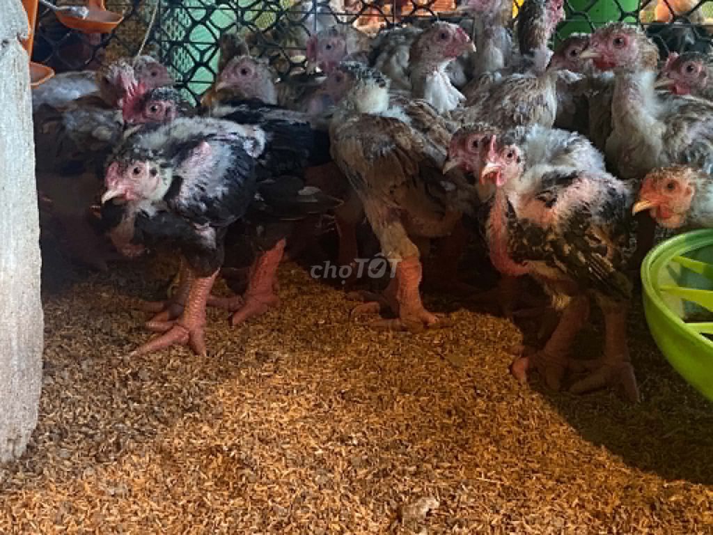Gà Đông Tảo trên 700g đã tiêm. Mua bán Gà tại Thành phố Thủ Đức Tp Hồ Chí Minh được đăng bởi Thành Nguyễn hình 1