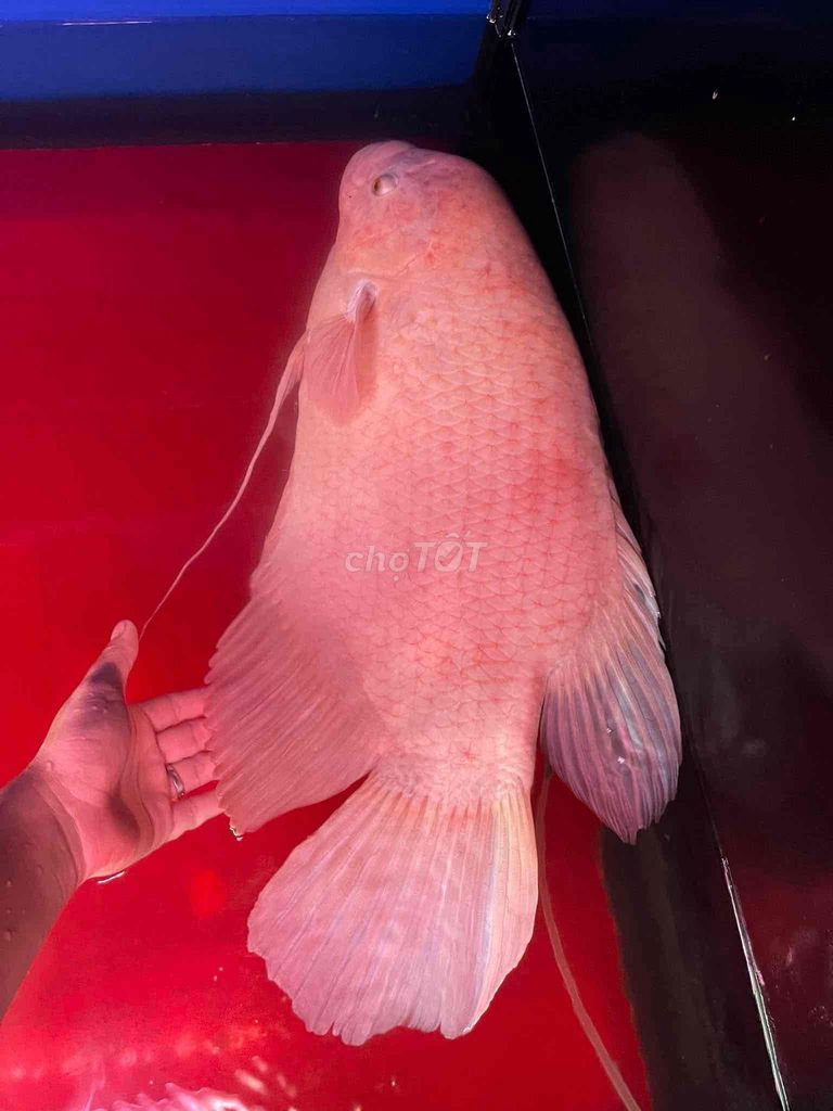 Cá Phát Tài 5kg màu Hồng. Mua bán Thú cưng khác tại Huyện Mỹ Xuyên Sóc Trăng được đăng bởi Trac hình 1