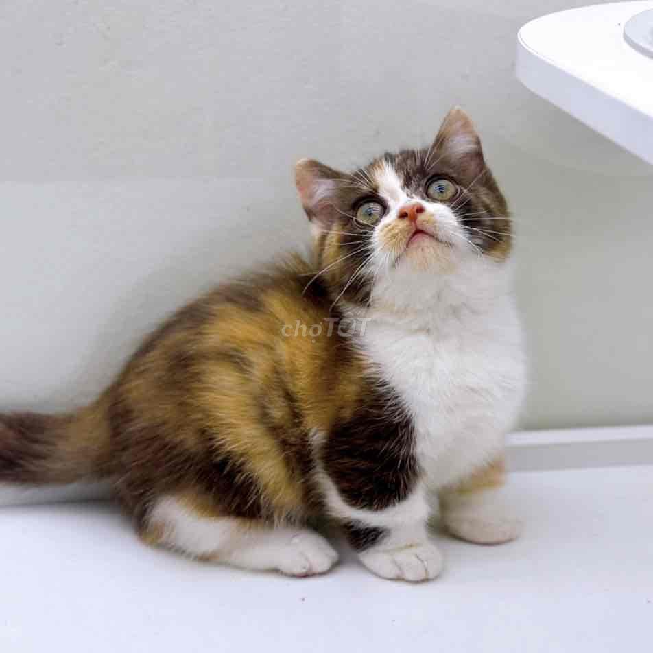 2 bé mèo chân ngắn đã tiêm. Mua bán Mèo tại Huyện Hoài Đức Hà Nội được đăng bởi Mei Mei hình 1