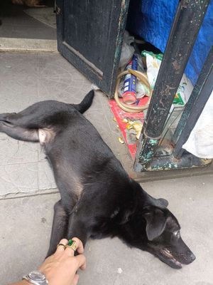 chó lai lavardo full đen đốm lưỡi. Mua bán Chó tại Quận Tân Bình Tp Hồ Chí Minh được đăng bởi Quân Nguyễn