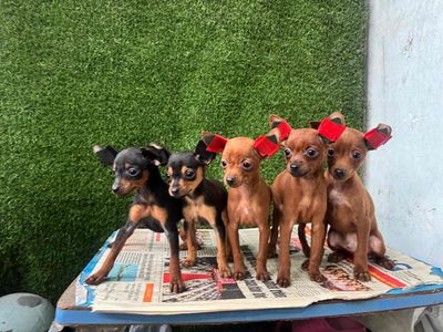 phốc hươu các màu