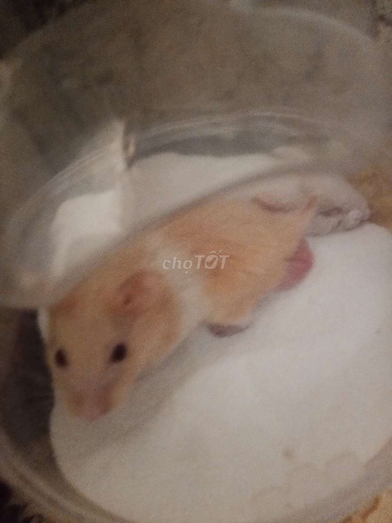 Chuột Hamster Syrian lớn cả hai màu. Mua bán Thú cưng khác tại Huyện Nam Giang Quảng Nam được đăng bởi Nguyễn Văn Minh hình 1