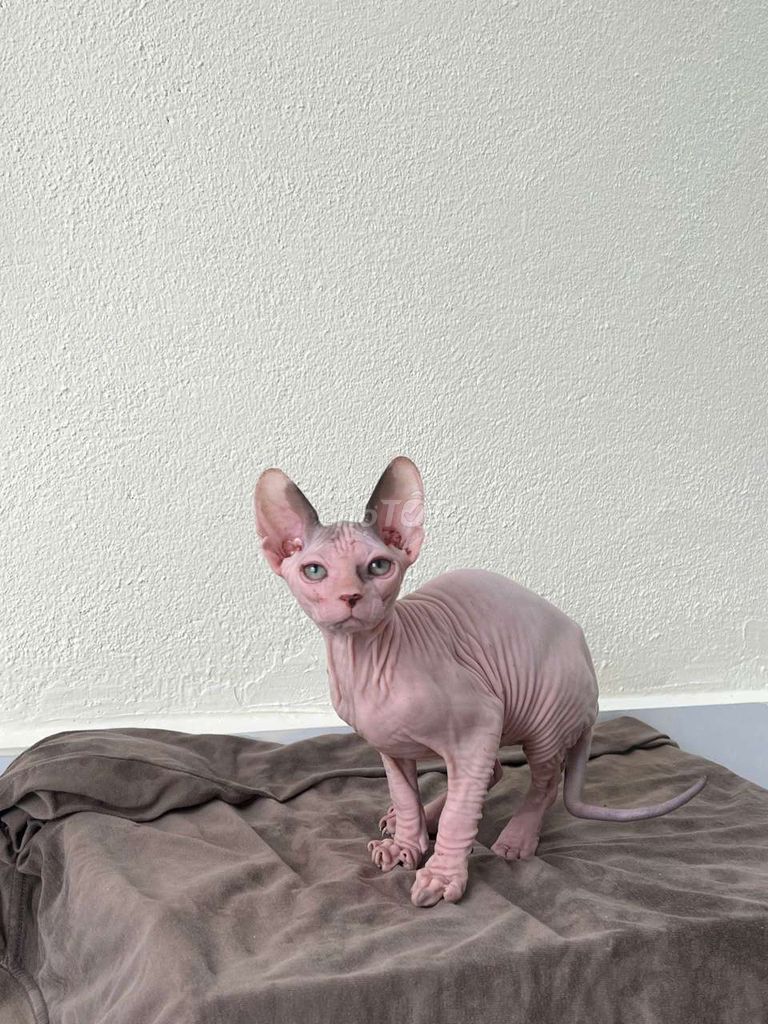 Cần tìm chủ cho bầy mèo Sphynx nhà đẻ