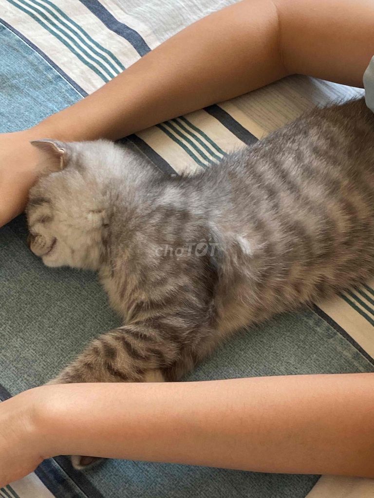 Mèo Anh lông ngắn Xám con đã tiêm. Mua bán Mèo tại Thành phố Vũng Tàu Bà Rịa - Vũng Tàu được đăng bởi Phan thị Lê hình 1