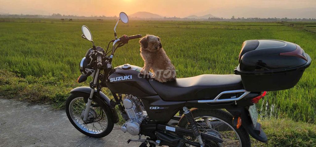 Bán xe Suz GD110 mình đang dùng. Mua bán Xe máy tại Thị xã Đức Phổ Quảng Ngãi được đăng bởi Minh hình 5