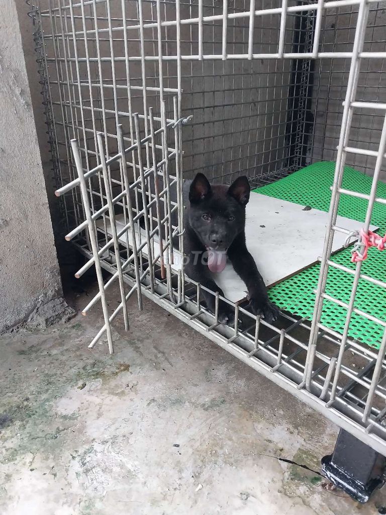 Bán chó đep. Mua bán Chó tại Huyện Long Thành Đồng Nai được đăng bởi Tranvantuyen hình 2