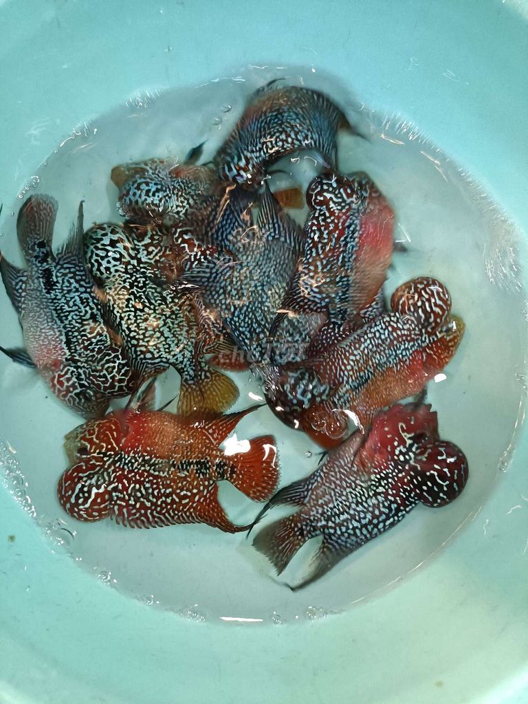 thanh lý cá la hán dọn dẹp nhà . Mua bán Thú cưng khác tại Quận 1 Tp Hồ Chí Minh được đăng bởi Minh Trần  hình 1