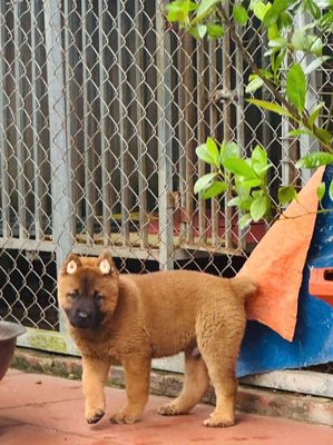 Đực vàng cháy huyền đề cực khôn. Mua bán Chó tại Thành phố Thủ Đức Tp Hồ Chí Minh được đăng bởi cho H mong