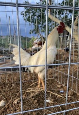 Gà Úa 1kg4 Chân Vuông Huyền Trâm. Mua bán Gà tại Huyện Long Thành Đồng Nai được đăng bởi Chí Thiện