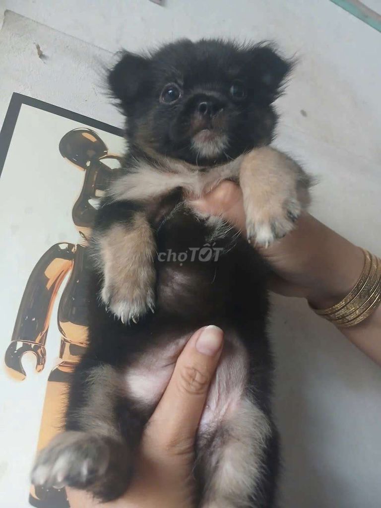 Chó Fox F1 Đen Nâu vàng. Mua bán Chó tại Thành phố Dĩ An Bình Dương được đăng bởi Pet shop dĩ an hình 1