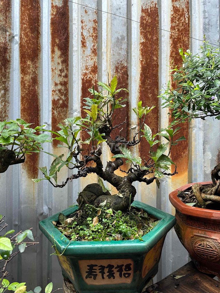 Lộc vừng Bonsai sfom thân lùm mịn. Mua bán Cây cảnh, đồ trang trí tại Huyện Củ Chi Tp Hồ Chí Minh được đăng bởi nguyễn quốc Thắng hình 1