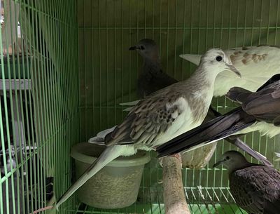 cu thái vrb tơ,to,đẹp thích hợp nuôi khách. Mua bán Chim tại Quận 10 Tp Hồ Chí Minh được đăng bởi Cu Gáy Thái 