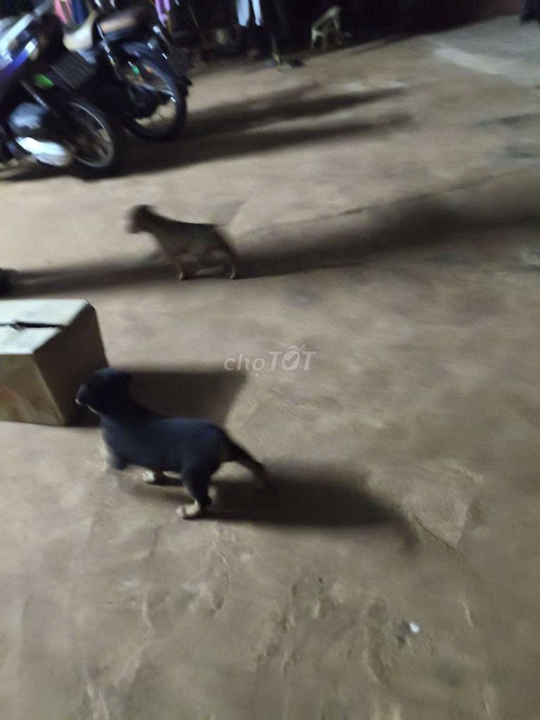 cho chó con. Mua bán Chó tại Huyện Châu Đức Bà Rịa - Vũng Tàu được đăng bởi Nguyễn hùng  hình 1