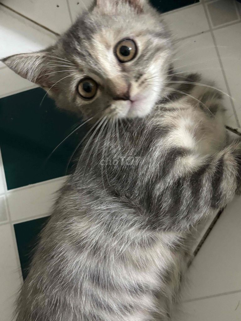 Mèo Xám vằn cái 2 tháng. Mua bán Mèo tại Quận Gò Vấp Tp Hồ Chí Minh được đăng bởi Kim Như hình 1