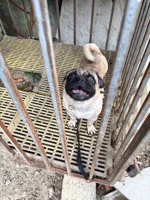 Chó Pug đực