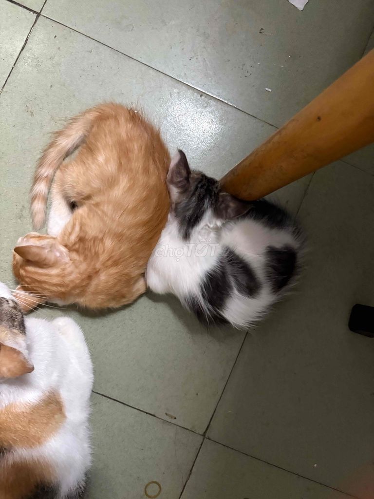 Mèo Vàng, Đen trắng. Mua bán Mèo tại Quận Sơn Trà Đà Nẵng được đăng bởi Thị Ly hình 1