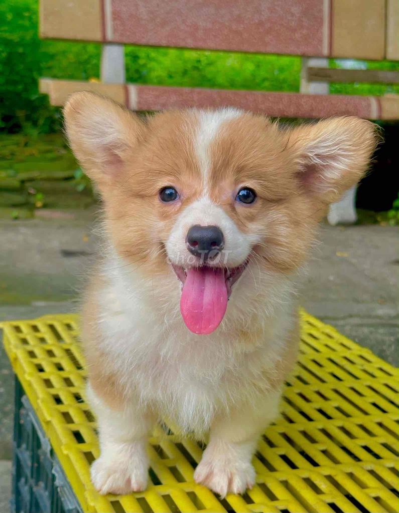 Chó Corgi lông dài Đực Cái 2 tháng. Mua bán Chó tại Quận Liên Chiểu Đà Nẵng được đăng bởi A bang hình 1