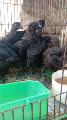 Gà Đen Tây Bắc, gà thuốc. Mua bán Gà tại Quận 11 Tp Hồ Chí Minh được đăng bởi phuong kim huong