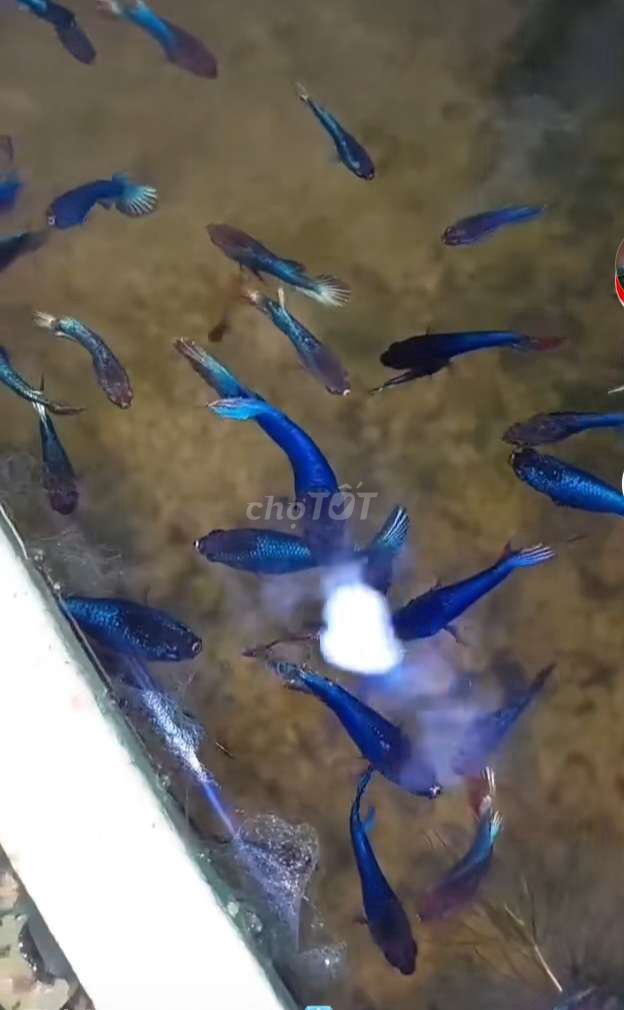 10k 1 con. Mua bán Thú cưng khác tại Huyện Lấp Vò Đồng Tháp được đăng bởi Đăng Khoa hình 3