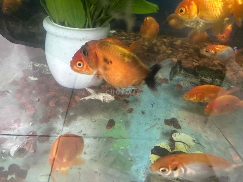 Cá Ranchu nhỏ-20k/con. Mua bán Thú cưng khác tại Quận 12 Tp Hồ Chí Minh được đăng bởi Cá Cảnh Sài Gòn Giá Sĩ  hình 2