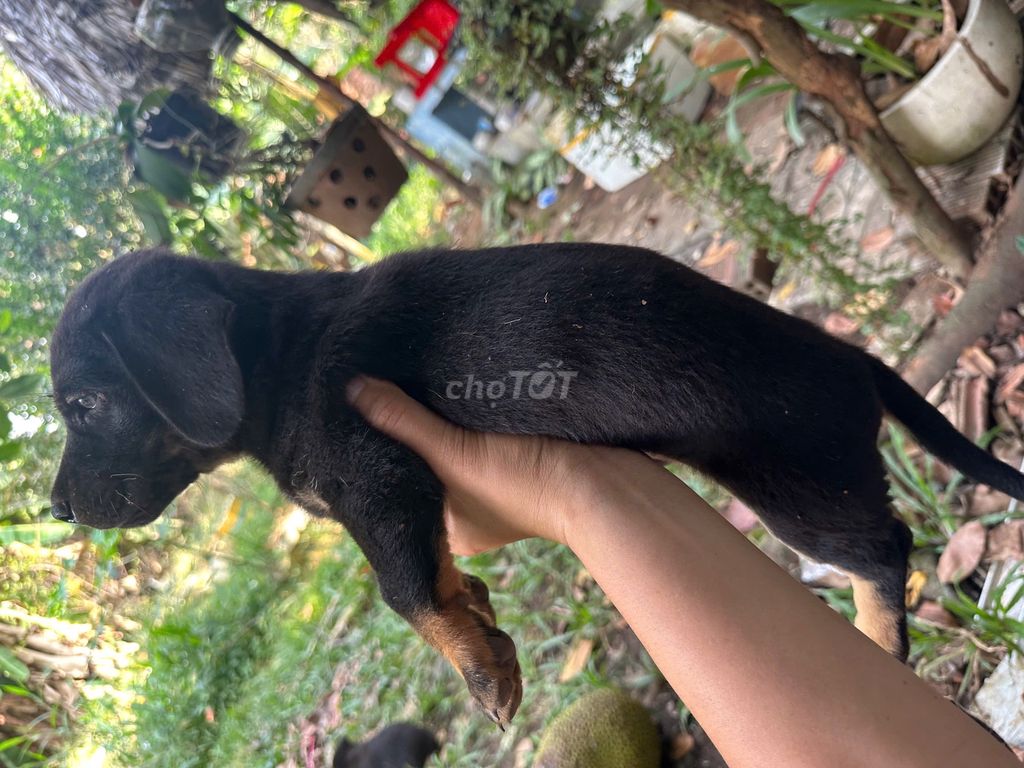 Chó lạ xưởng lai Đực Đen. Mua bán Chó tại Huyện Hóc Môn Tp Hồ Chí Minh được đăng bởi daotaolaixesaigon.vn hình 1