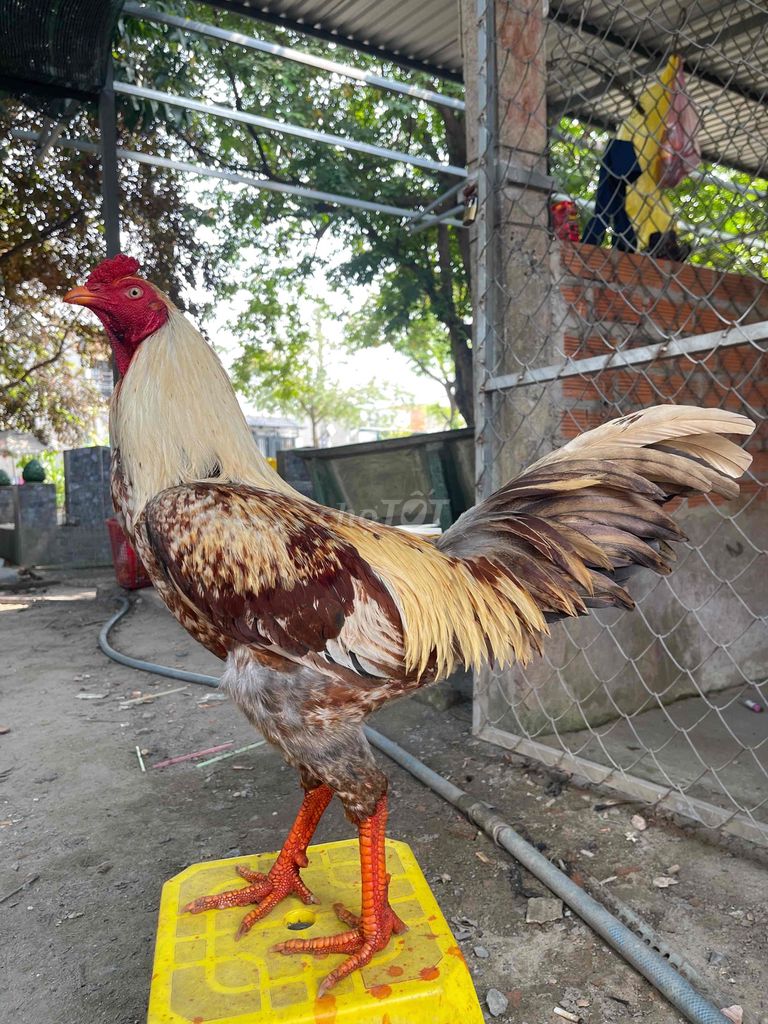 Gà chọi Simon Thái Mỹ Khét. Mua bán Gà tại Huyện Hóc Môn Tp Hồ Chí Minh được đăng bởi Gà Hóc Môn hình 1