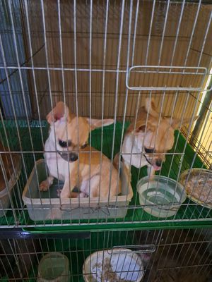 Chó Chihuahua đực