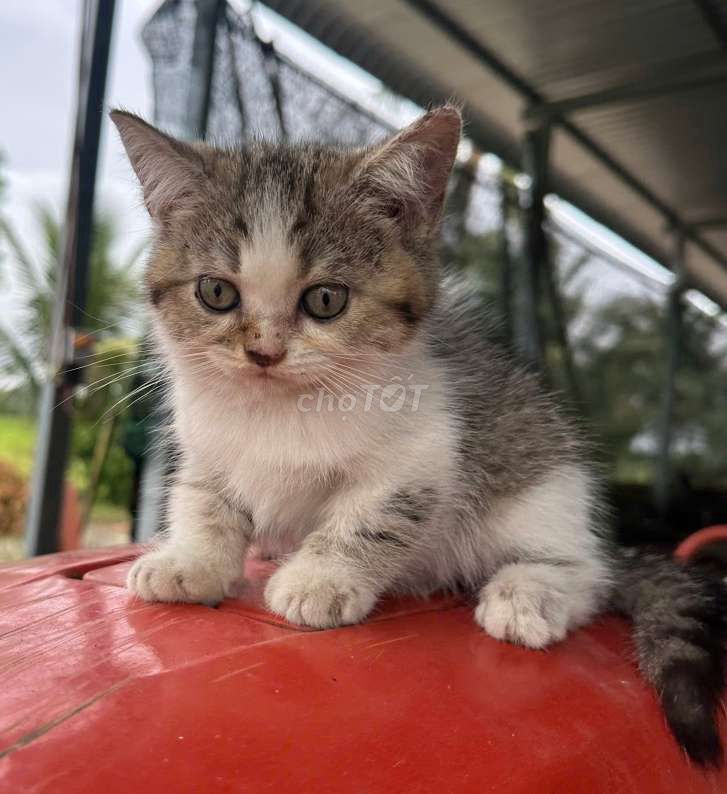 Mèo ALN màu Tappy. Mua bán Mèo tại Quận Ninh Kiều Cần Thơ được đăng bởi Penta Store hình 4