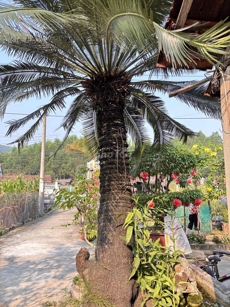 cần bán. Mua bán Cây cảnh, đồ trang trí tại Huyện Duy Xuyên Quảng Nam được đăng bởi Bui Văn Danh hình 1