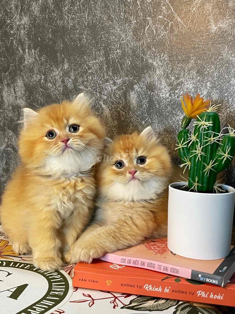 mèo cam tai tiếng siêu đẹp. Mua bán Mèo tại Quận 1 Tp Hồ Chí Minh được đăng bởi Như Ý hình 5