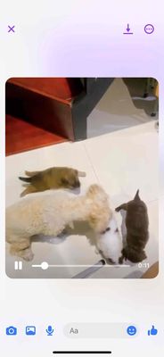 cún poodle mẹ sinh đc 3 con