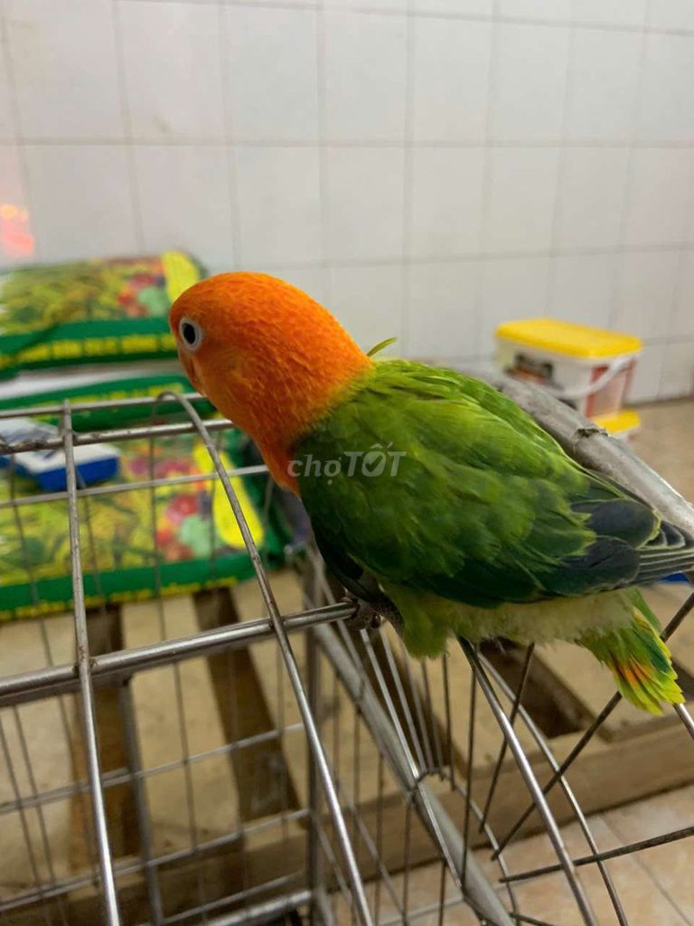 Chim lovebird non 2 tháng tự ăn hạt