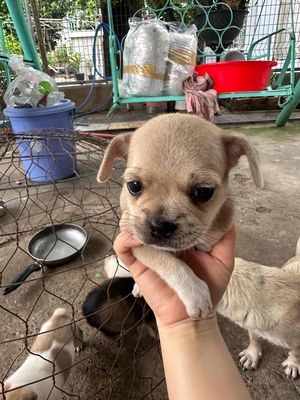 Chó Pug Đực Cái 1 tháng Đã sổ giun