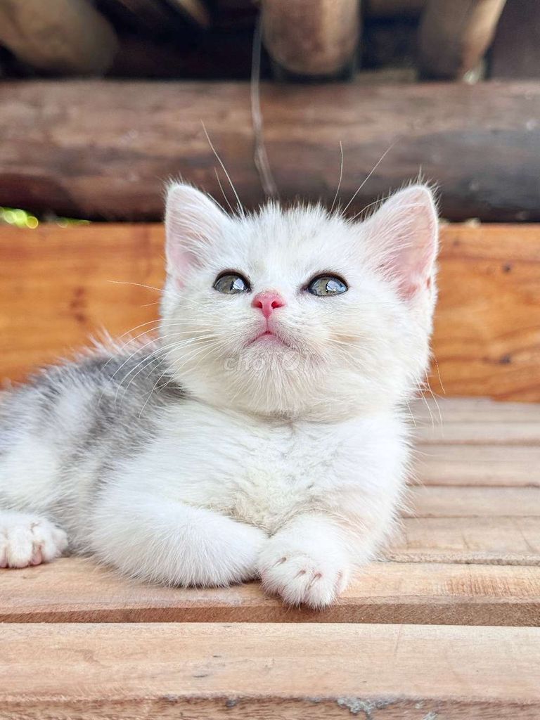 Mèo Anh Chân Lùn. Mua bán Mèo tại Huyện Châu Thành Hậu Giang được đăng bởi Lê Đăng Khoa hình 4