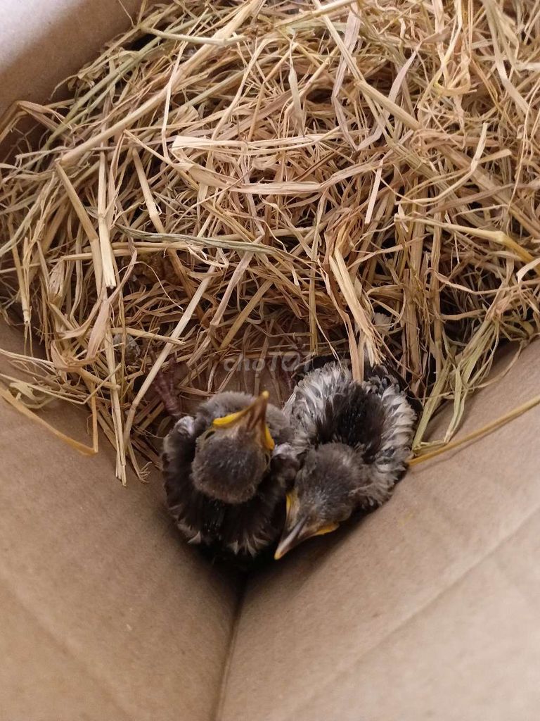 Chim Cưỡng non Khỏe mạnh. Mua bán Chim tại Thành phố Biên Hòa Đồng Nai được đăng bởi thanh thiên hình 1