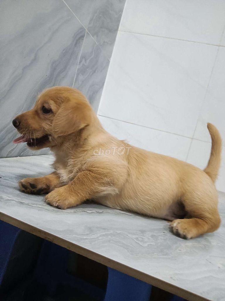 Chó Lạp xưởng F1 đực vàng lùn tịt đáng yêu. Mua bán Chó tại Quận 6 Tp Hồ Chí Minh được đăng bởi Tăng Chí Lương  hình 1