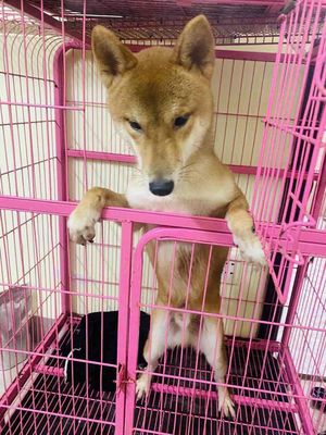 chó shiba đực có giấy chứng nhận nguồn gốc