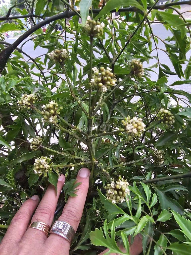 Đất MT đường ĐT838 ĐỨC HUỆ, LONG AN. Mua bán đất tại Huyện Đức Huệ Long An được đăng bởi Tám ken hình 3