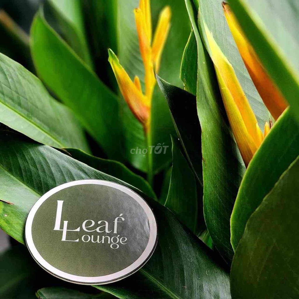 Leaf Lounge cần tuyển bếp Âu - làm việc quận 1