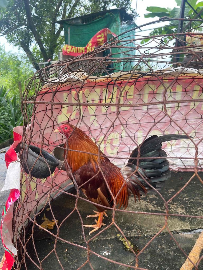 1 cặp 750k 1k380 với 1k2. Mua bán Gà tại Huyện Thủ Thừa Long An được đăng bởi Thanh Khang hình 1