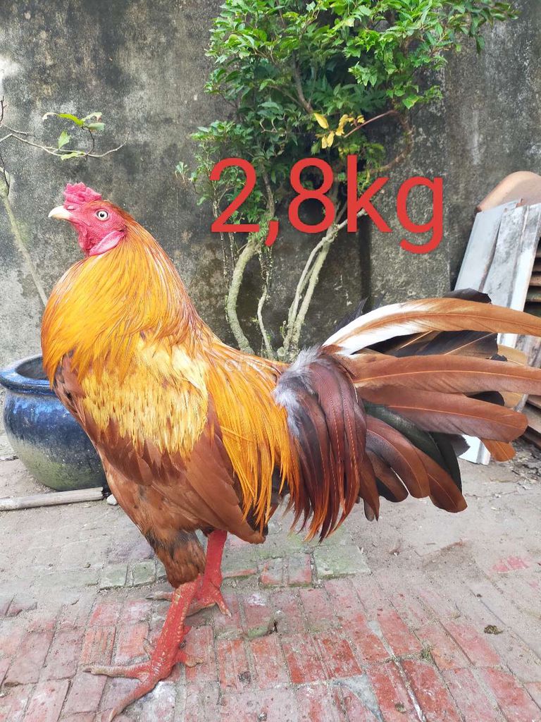 Khét 2,8kg