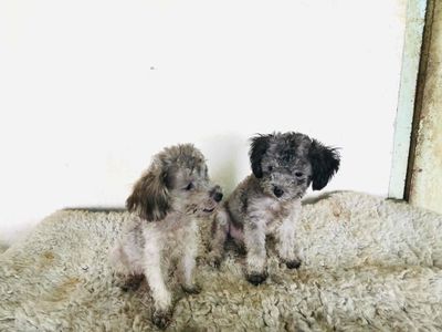poodle màu xám hiếm 4 tháng tuổi. Mua bán Chó tại Quận 6 Tp Hồ Chí Minh được đăng bởi Tân