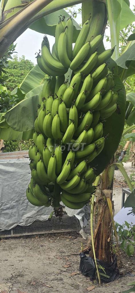 Chuối già Nam Mỹ. Mua bán Đồ ăn, thực phẩm và các loại khác tại Thị xã Bến Cát Bình Dương được đăng bởi anh tranquoc hình 1