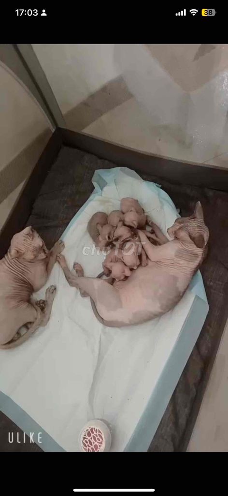 Mèo Sphynx con. Mua bán Mèo tại Thành phố Thủ Dầu Một Bình Dương được đăng bởi Mai Thi Thanh Hoa hình 1