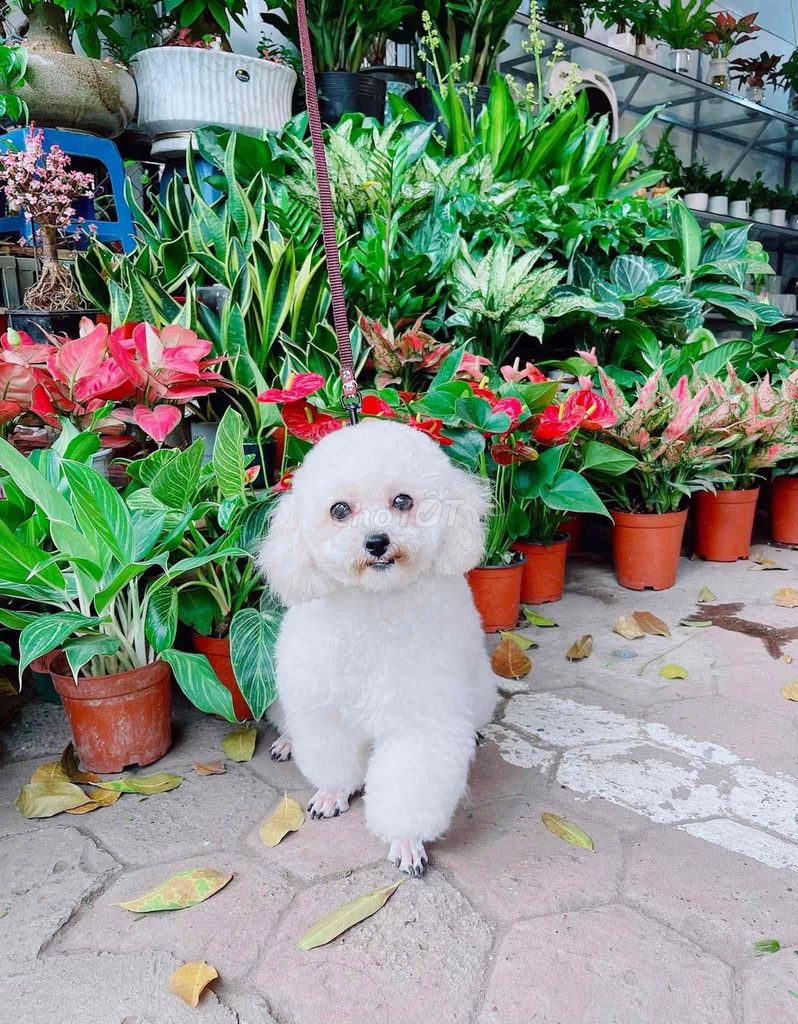 Chó Poodle trắng đực xinh. Mua bán Chó tại Thành phố Mỹ Tho Tiền Giang được đăng bởi bm hình 1