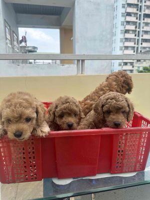 Chó Poodle nhà nuôi được 💕