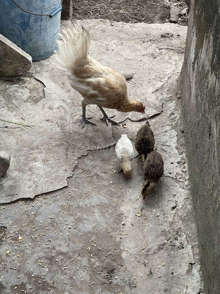 gà kiểng 1  trống r f1 với mái cuban. Mua bán Gà tại Thị xã Tân Châu An Giang được đăng bởi Mình hoà  hình 1