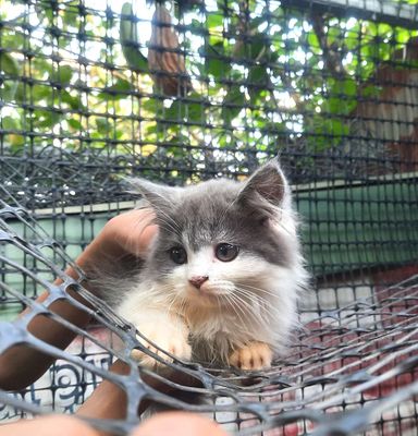 MÈO ANH LÔNG DÀI THUẦN CHỦNG. Mua bán Mèo tại Thành phố Thủ Đức Tp Hồ Chí Minh được đăng bởi elysa nguyễn